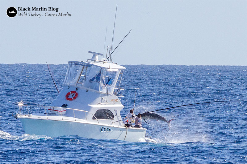 big-fish-port-douglas-marlin-challenge