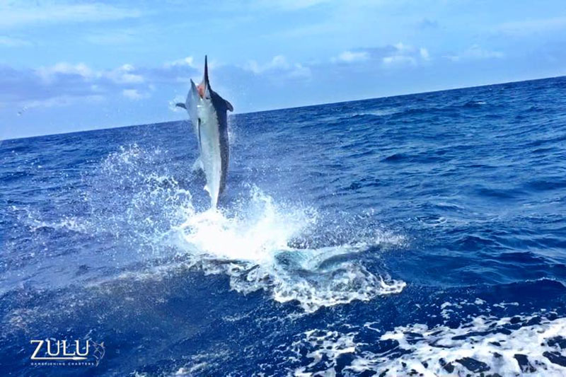 cairns-continues-mooloolaba-billfish-bash