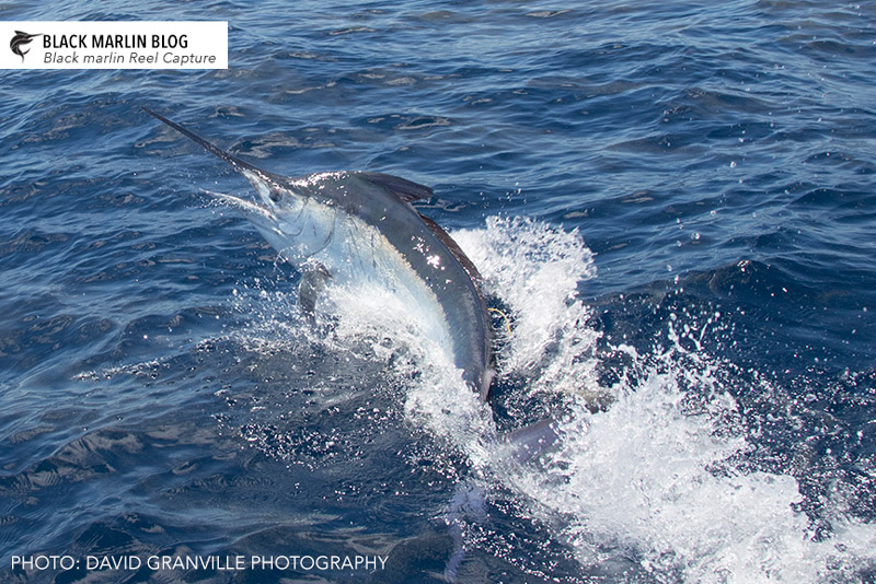 little-black-marlin-bite-continues-seq