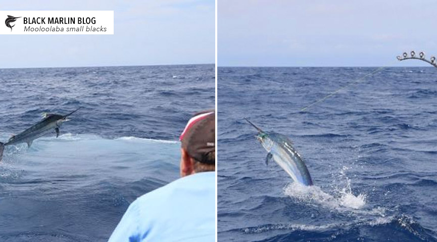 SEQ to Sydney update & 2017 Golden Lure Results » Black Marlin Blog