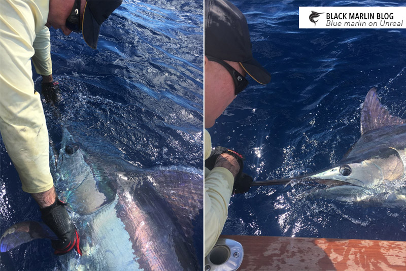 Hot Easter Fishing! » Black Marlin Blog