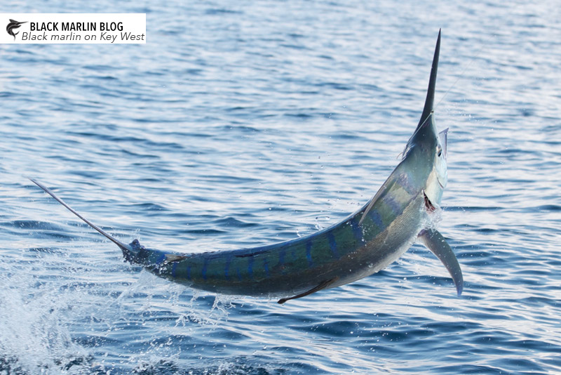 light-tackle-black-marlin-townsville