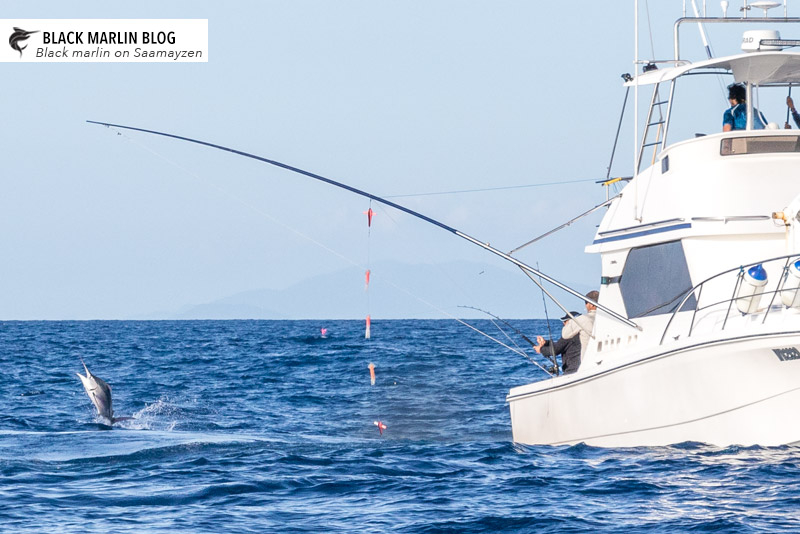 light-tackle-black-marlin-hot-cairns