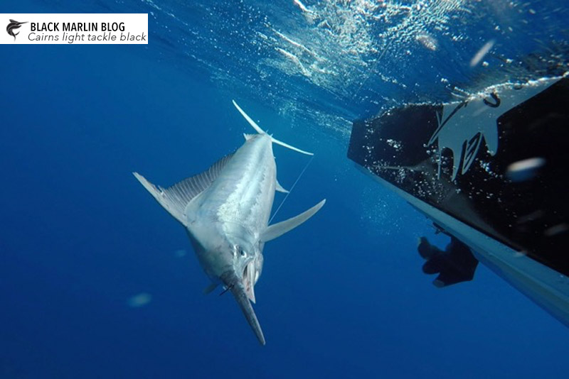 little-black-marlin-north-queensland