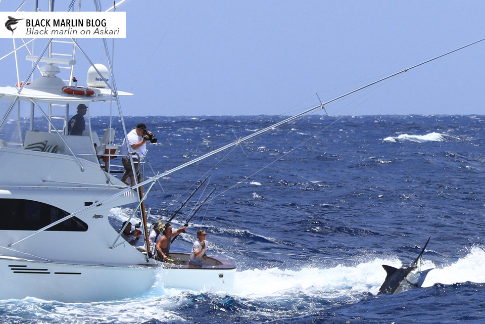 end-big-blacks-season-recap-juvie-black-marlin-run