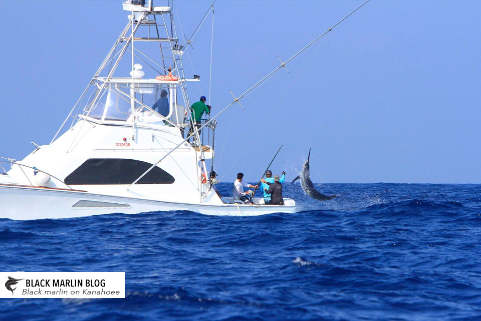 big-fish-reef-weipa-day-2