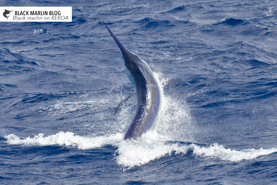 cairns-giant-marlin-season-big-fish-run-continues