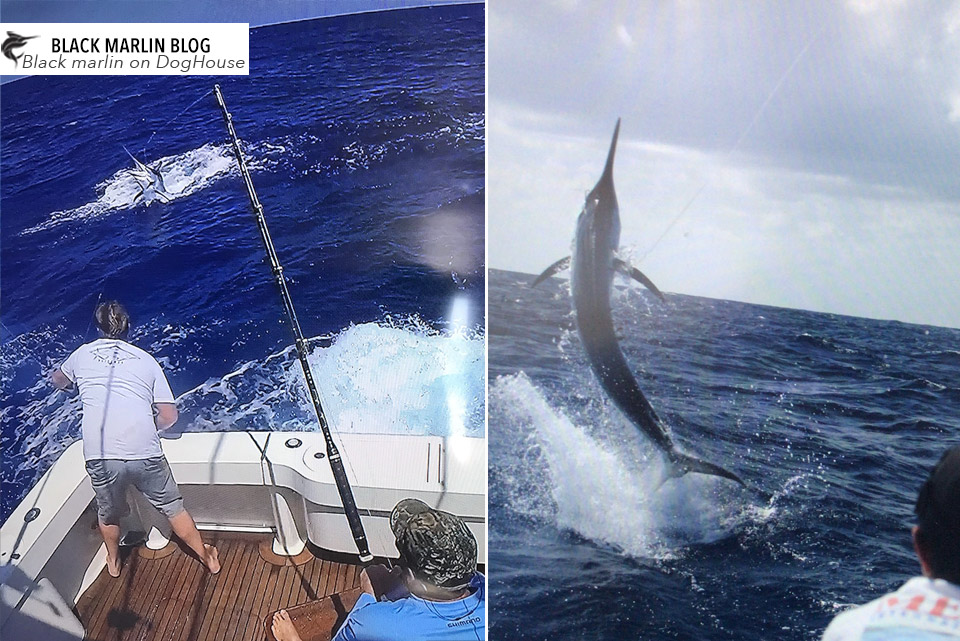 cairns-seq-awesome-fishing
