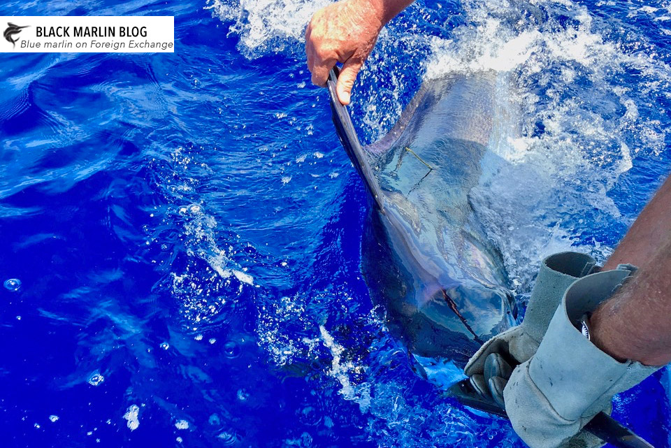 cairns-late-season-hurrah-coffs-blue