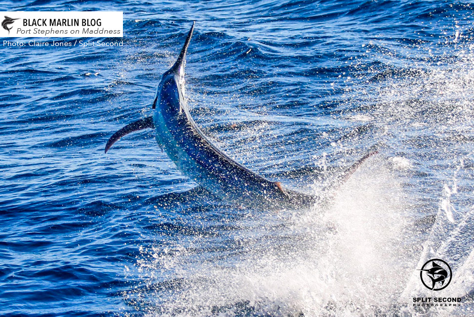 big-photo-gallery-port-vic-marlin