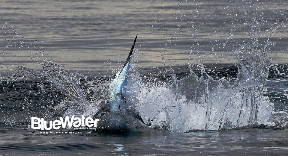 bluewater-issue-131
