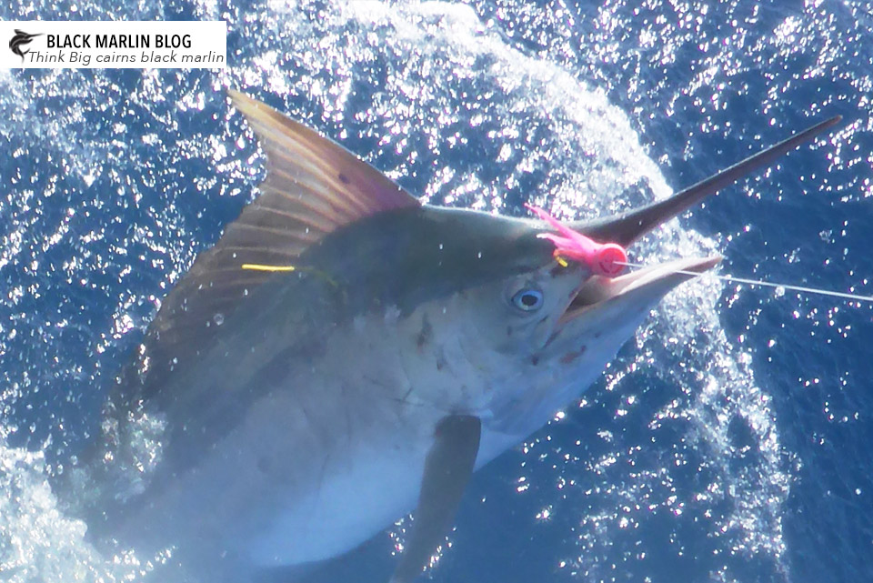 light-tackle-north-vanuatu-blues