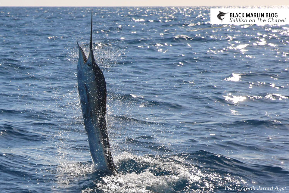 2-tournament-reports-hot-sailfish-action