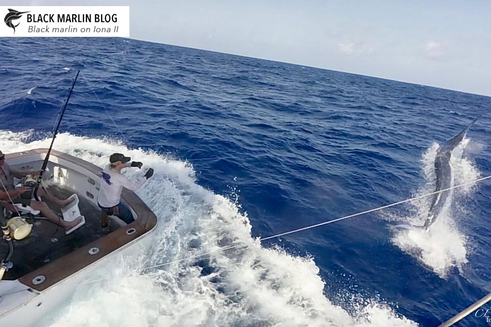 cairns-exmouth-billfish-bash