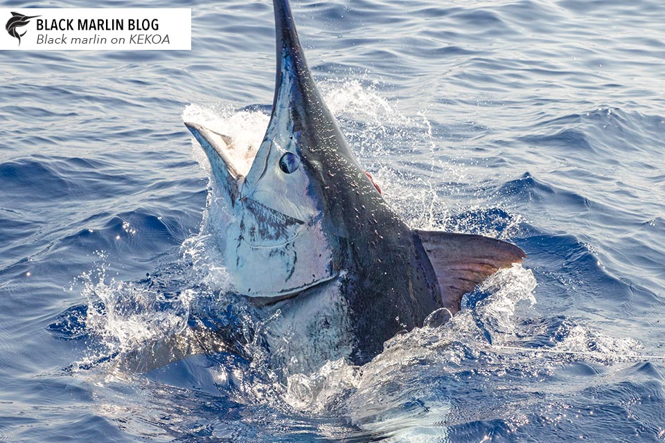 2018-cairns-giant-black-marlin-season-recap