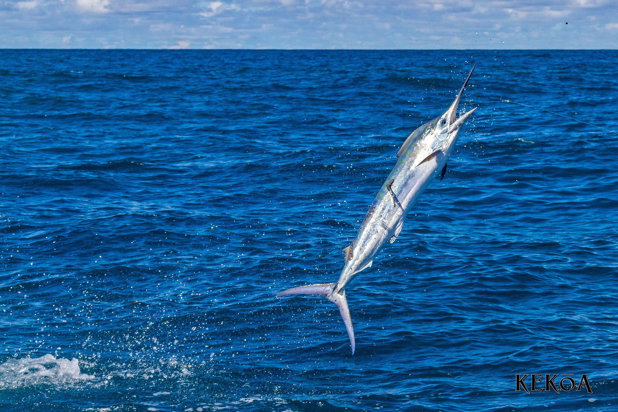 winter-aussie-billfish