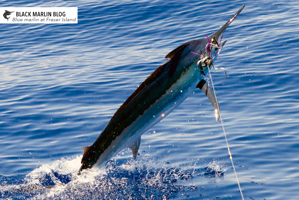 fraser-blues-and-cairns-availability