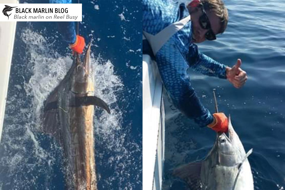 Yorkeys Knob Light Tackle Slam » Black Marlin Blog