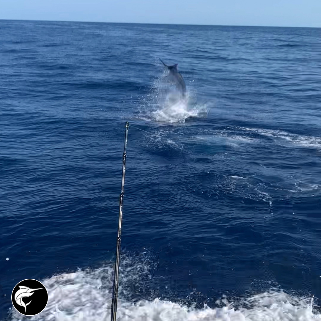 2019 first grander black marlin » Black Marlin Blog