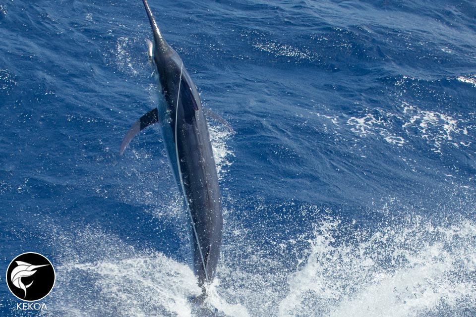 hot-fishing-cairns-sunshine-coast