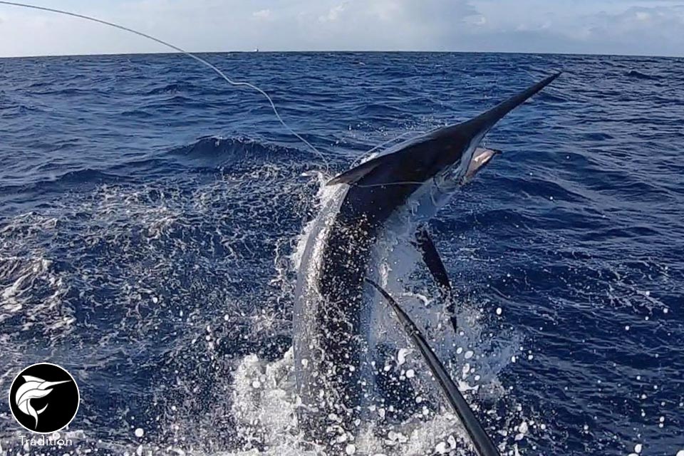 2019-cairns-marlin-season-recap