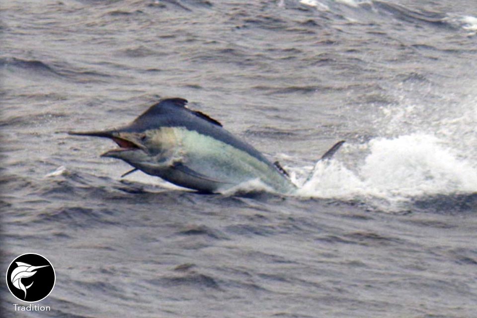 cairns-big-fish-numbers-and-wa-montebellos