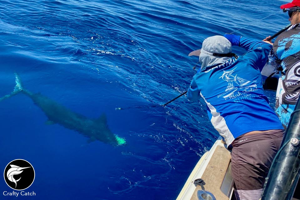 hervey-bay-game-fishing-tournament-results-cairns