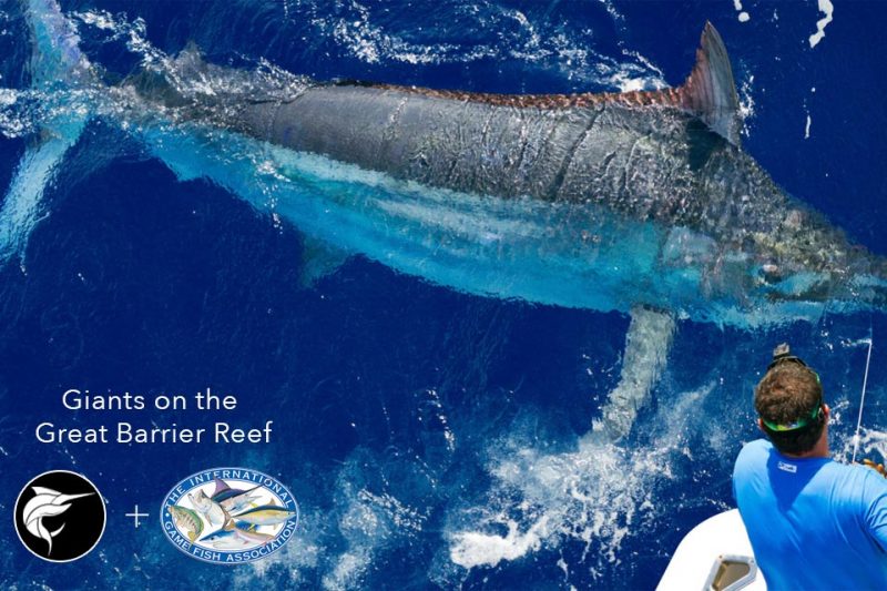 2020 Cairns giant black marlin season » Black Marlin Blog