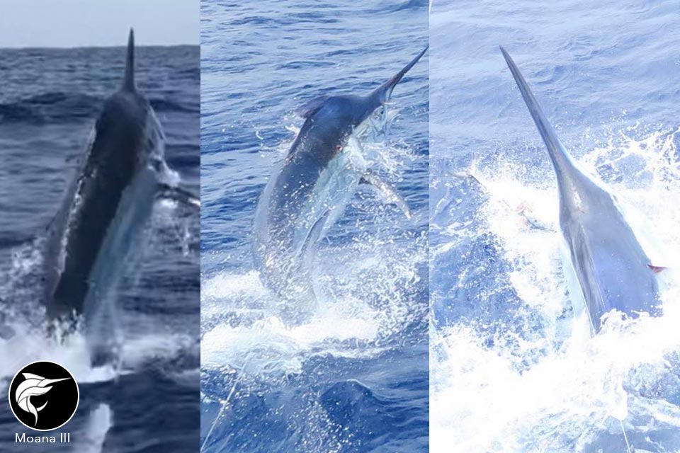 big-marlin-reef-catch-up