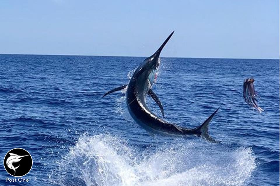 weekend-epic-marlin-roundup