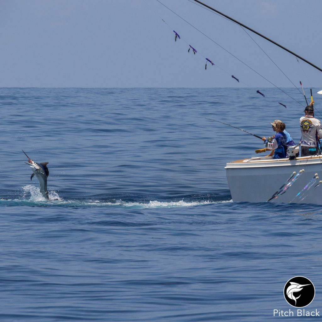 Mini marlin migration » Black Marlin Blog