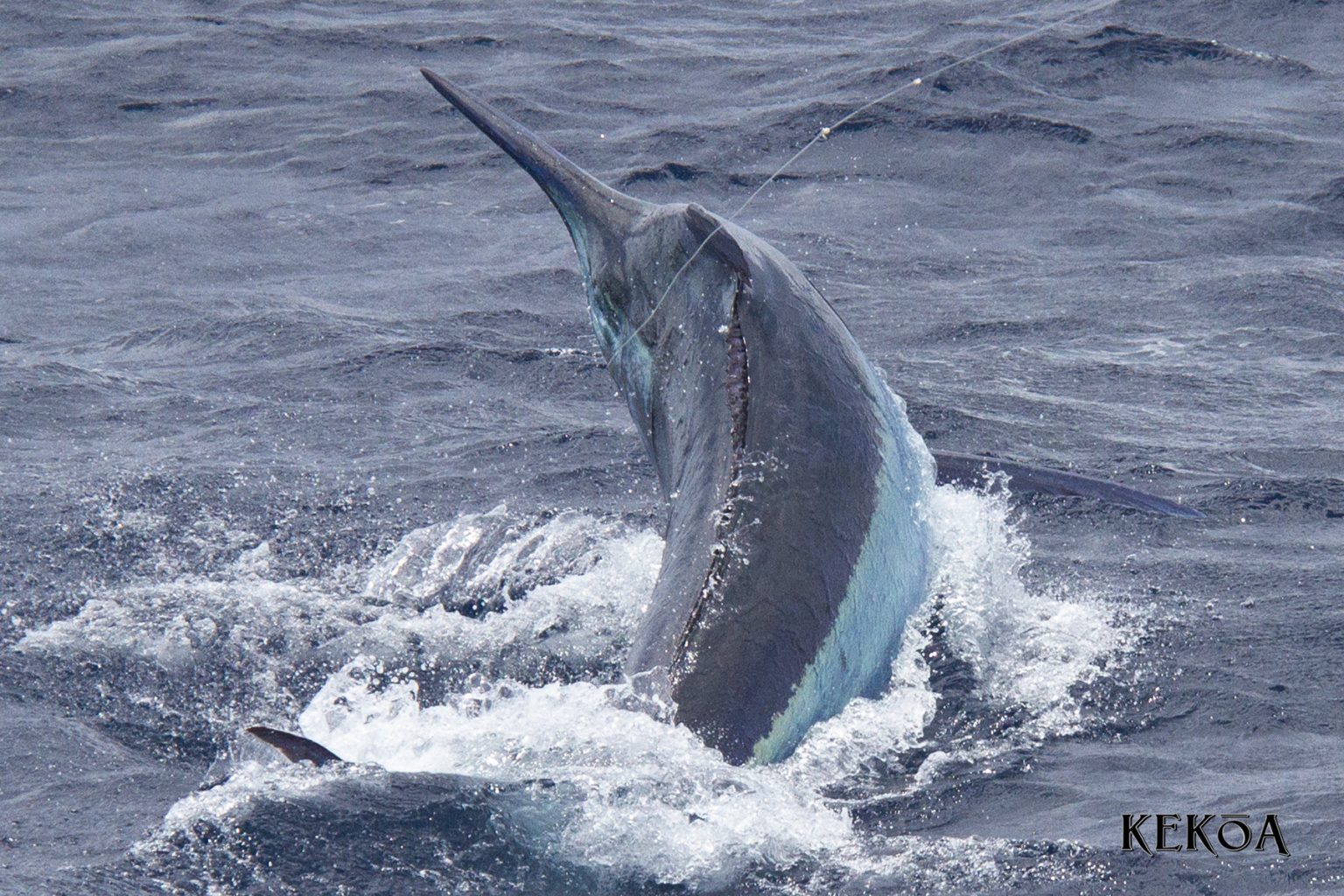 Black Marlin Blog