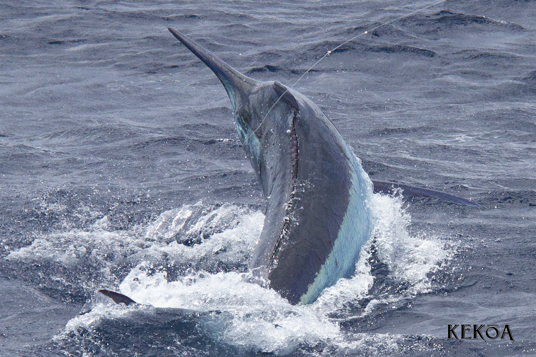 cairns-giant-black-marlin-season-2