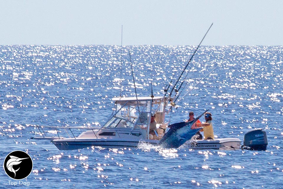 catching-up-in-cairns-giant-black-marlin-season