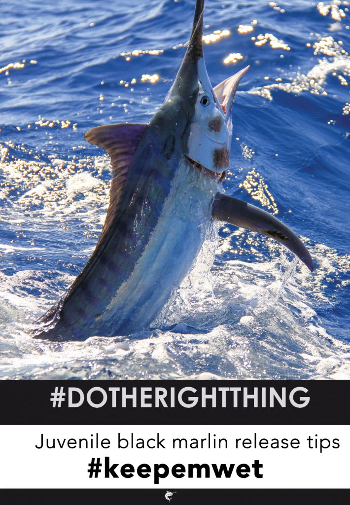 Black Marlin Blog - Australian Marlin Fishing » Black Marlin Blog