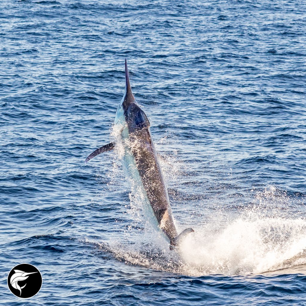 Black Marlin Blog - Australian Marlin Fishing » Black Marlin Blog