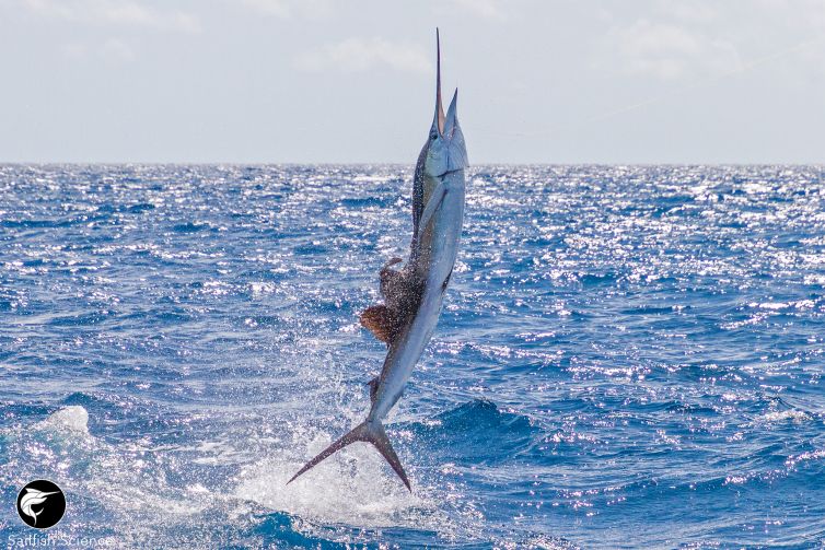 sailfish