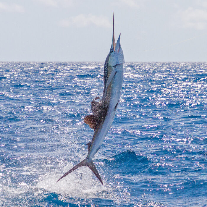 sailfish