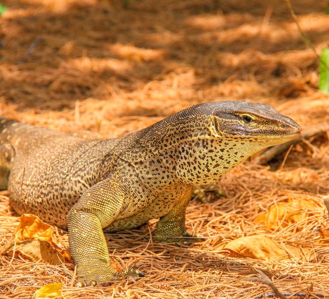 lizard