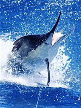 BlackMarlin