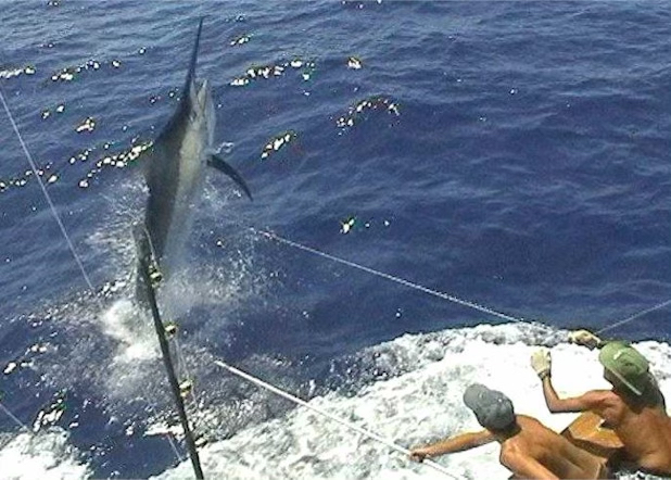 2002 Cairns Marlin Season Quick Recap