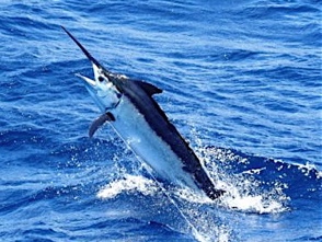 blackmarlin1