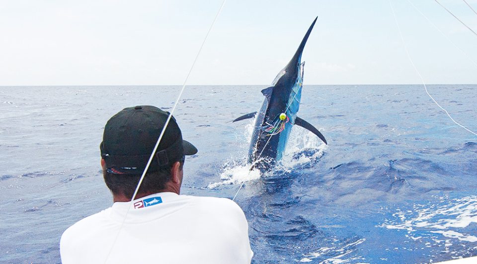 2015 Cairns Marlin Season Recap