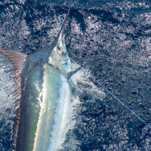 cairns-black-marlin