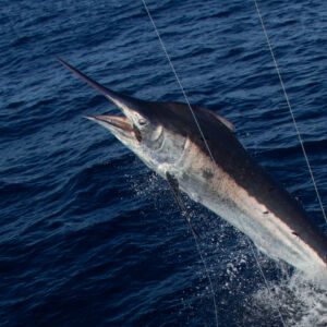 divan-black-marlin